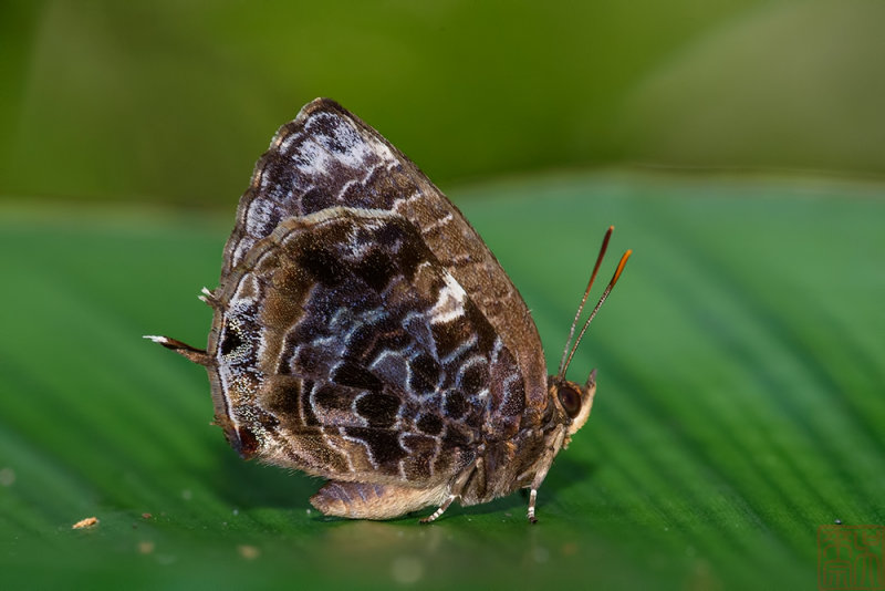 Arhopala abseus abseus