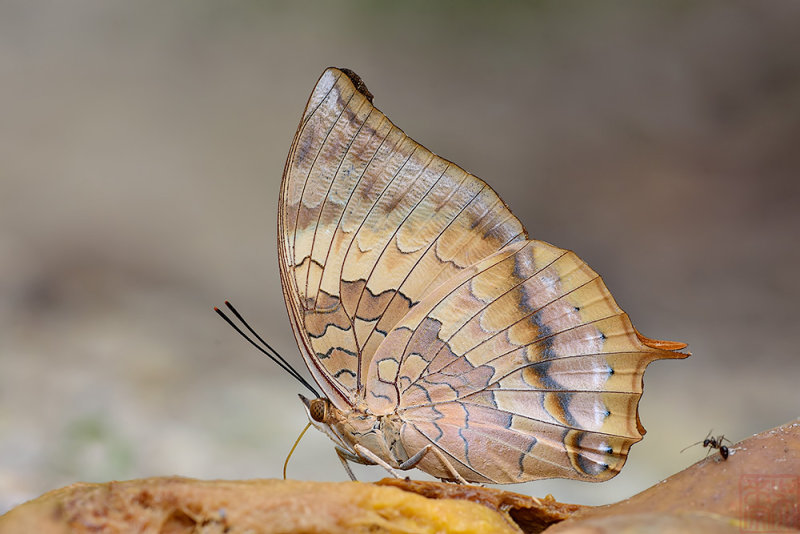 Charaxes bernardus crepax (The Tawny Rajah) - Female