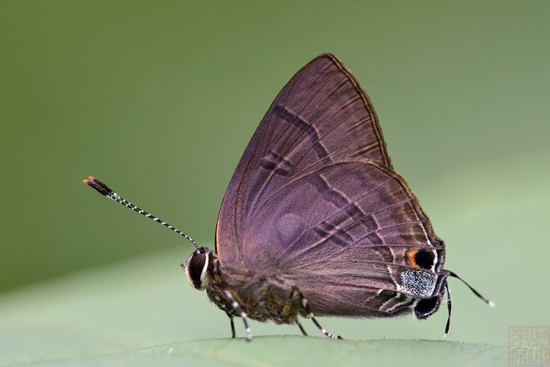 Rapala varuna orseis (Indigo Flash)