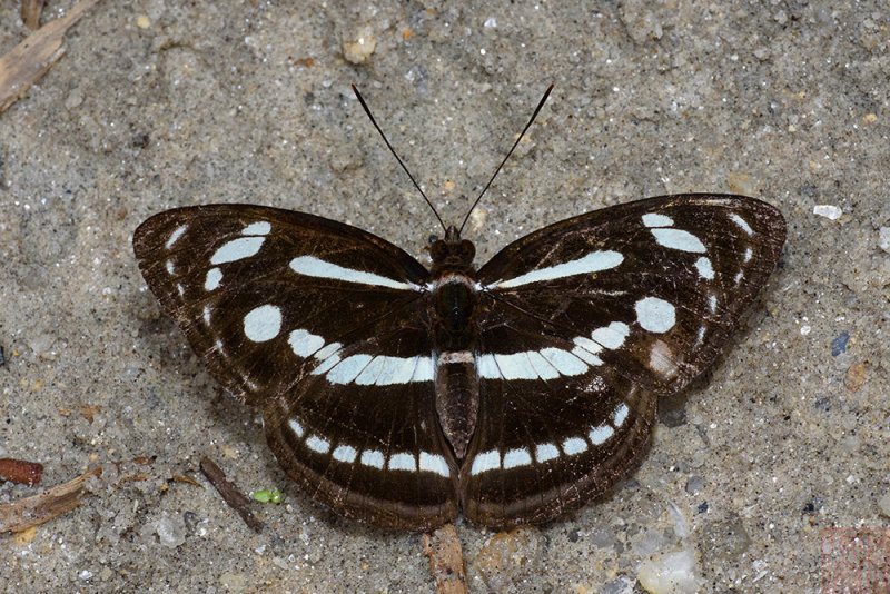 Athyma pravara helma (The Lance Sergeant)