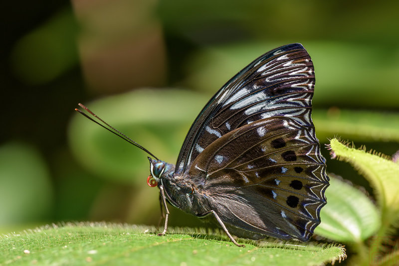 Dichorragia nesimachus deiokes (The Constable)