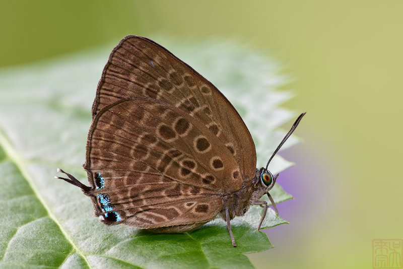 Arhopala aedias agnis