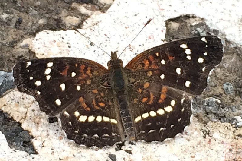 Anthanassa sitalces cortes (Montane Crescent)