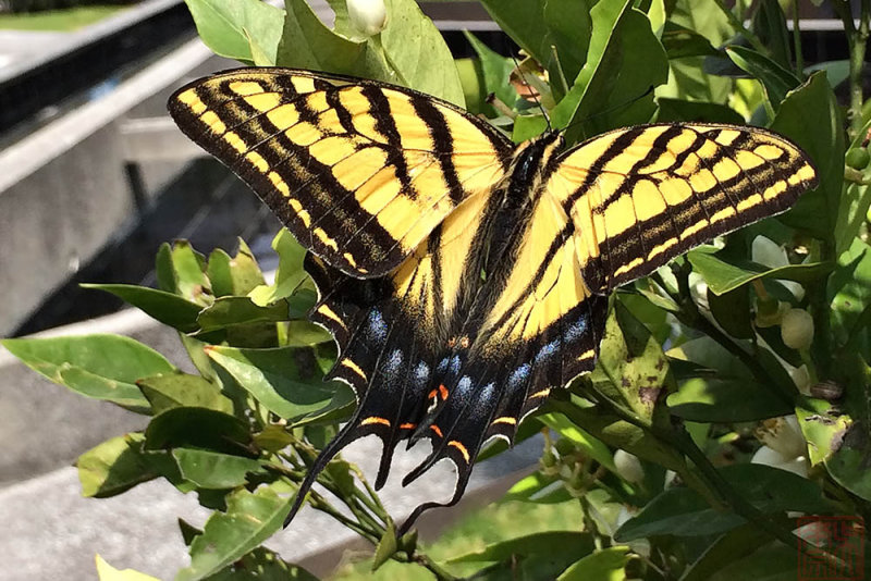 Pterourus multicaudata multicaudata (Two-tailed Tiger-Swallowtail)
