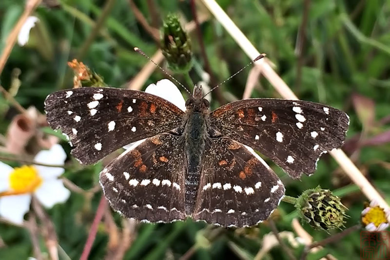Anthanassa sitalces cortes (Montane Crescent) 