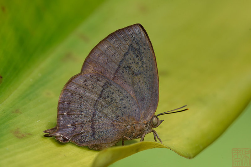 Amblypodia narada taooana