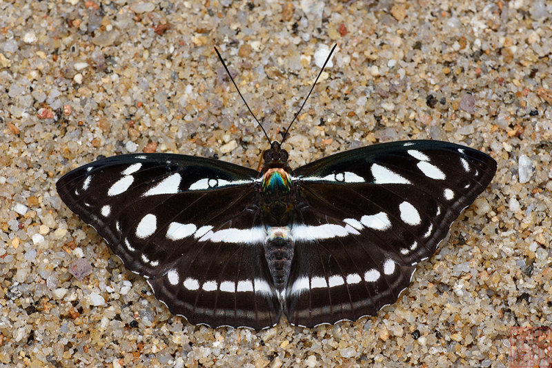 Athyma larymna siamensis (The Great Siam Sergeant)
