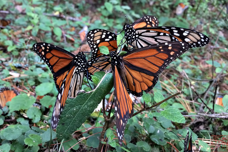Danaus plexippus (Monarch Butterfly)