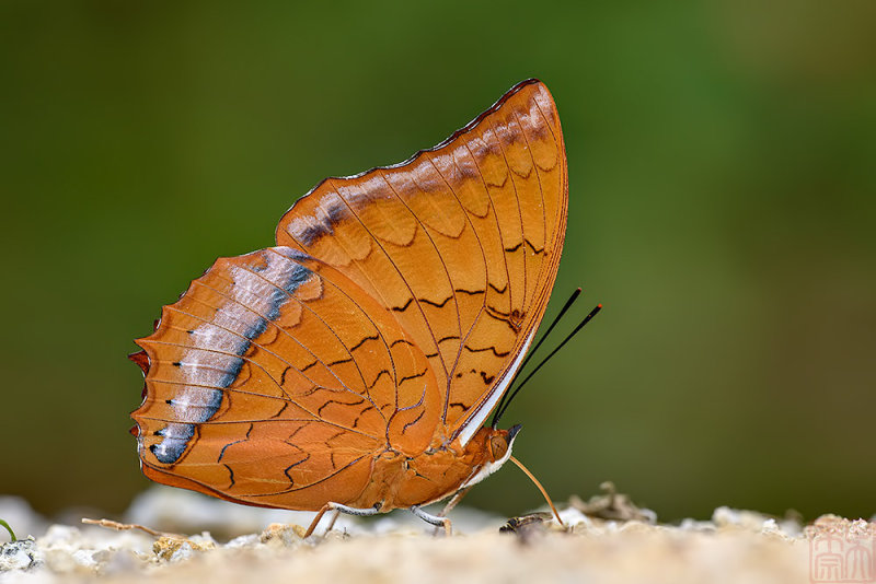 Charaxes distanti distanti (The Malay Rajah)