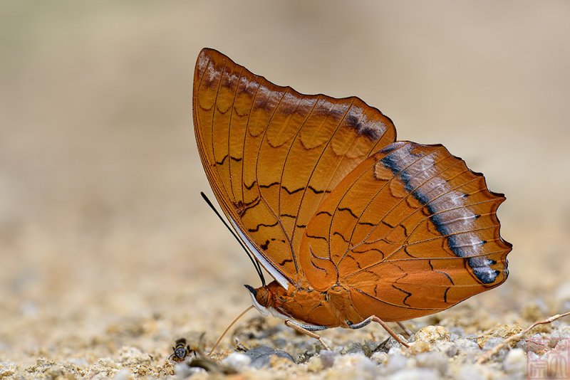 Charaxes distanti distanti (The Malay Rajah)