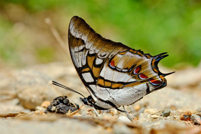 Butterflies of Sulawesi