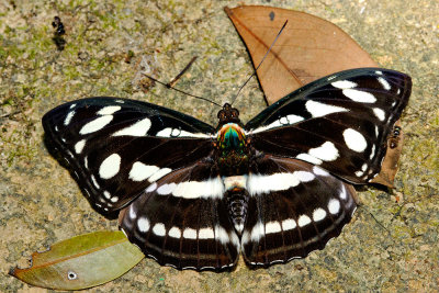 Athyma larymna siamensis (The Great Siam Sergeant)