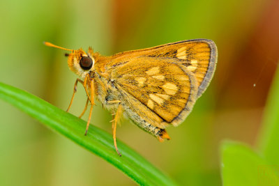 Taractrocera luzonenesis