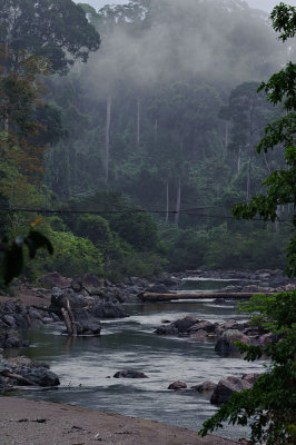 Danum Valley - Sabah