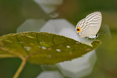 Jamides virgulatus