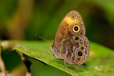 Mycalesis maianeas