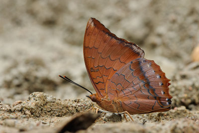 Charaxes bernardus repetitus