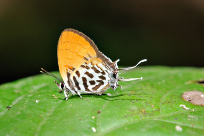 Drupadia ravindra(Common Posy) - female
