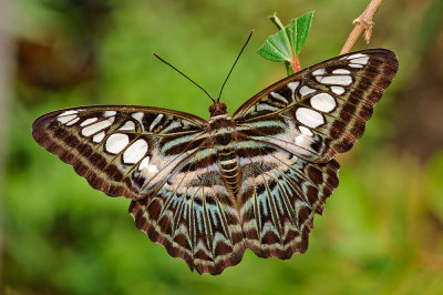 Parthenos sylvia 
