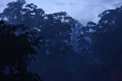 Danum Valley - Sabah