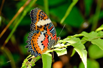 Cethosia hypsea