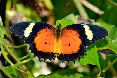 Cethosia hypsea