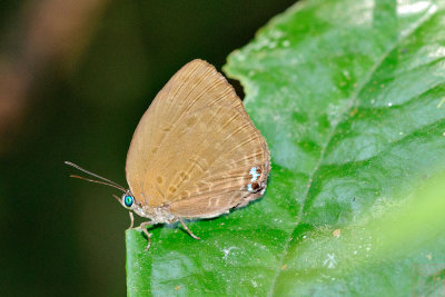 Arhopala hypomuta