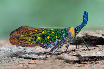 Pyrops whiteheadi