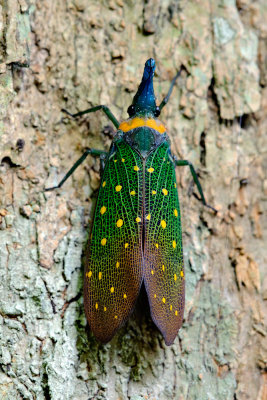 Pyrops whiteheadi