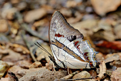 Polyura schreiber  (Blue Nawab)