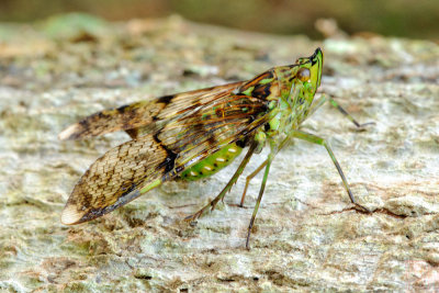Dichoptera sp.