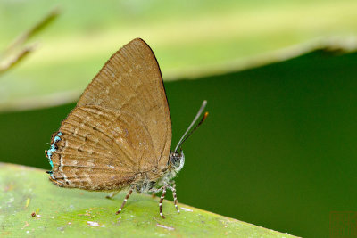 Simiskina pharyge