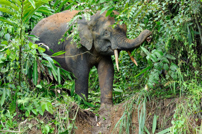 Elephas maximus borneensis (Borneo Elephant)