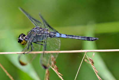 Cratilla metallica