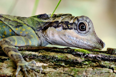 Gonocephalus grandis (Angle head lizard ) - female