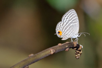 Jamides malaccanus malaccanus - female