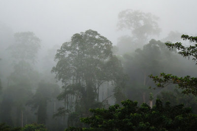 Danum Valley - Sabah