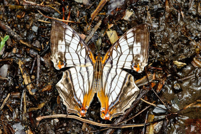 Cyrestis thyodamas formosana (網絲蛺蝶)