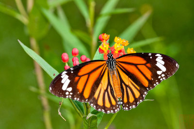 Danaus genutia (虎斑蝶)