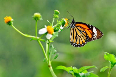 Danaus genutia (虎斑蝶)