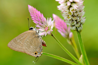 Deudorix epijarbas menesicles (玳灰蝶)