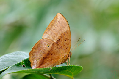 Discophora sondaica tulliana (方環蝶)