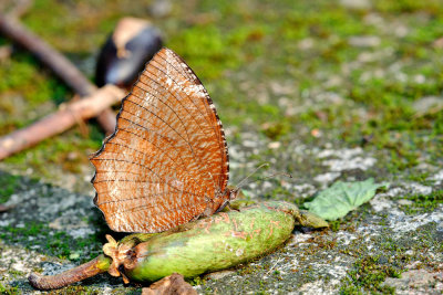Elymnias hypermnestra hainana (藍紋鋸眼蝶)