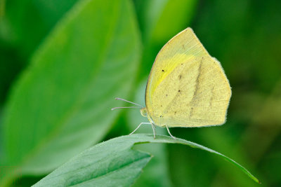 Eurema laeta punctissima (角翅黃蝶)