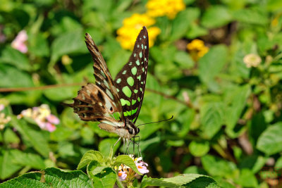 Graphium agamemnon (翠斑青鳳蝶)