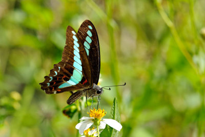 Graphium sarpedon connectens (青鳳蝶)