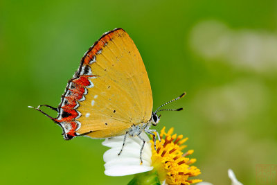 Heliophorus ila matsumurae (紫日灰蝶)