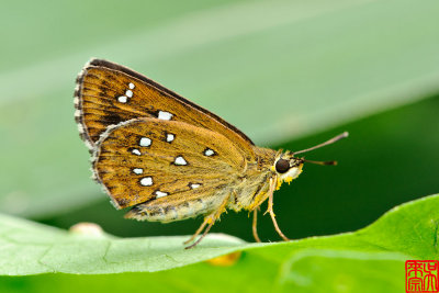 Isoteinon lamprospilus formosanus (白斑弄蝶)
