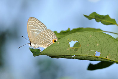 JJamides alecto dromicus (淡青雅波灰蝶)