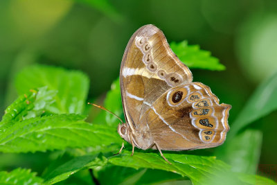 Lethe europa pavida (長紋黛眼蝶)